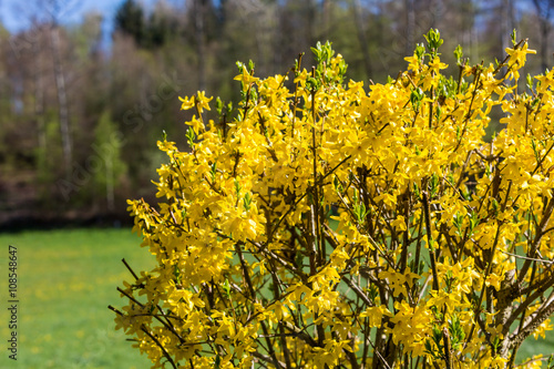 Blooming Forsythia bush