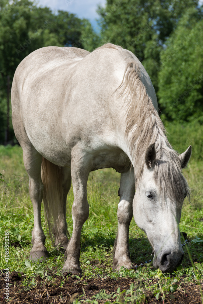 horse in the meadow