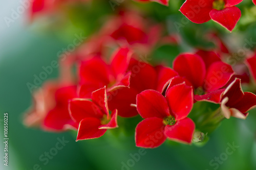 Fototapeta Naklejka Na Ścianę i Meble -  flower with red flowers with four leaves and green leaves