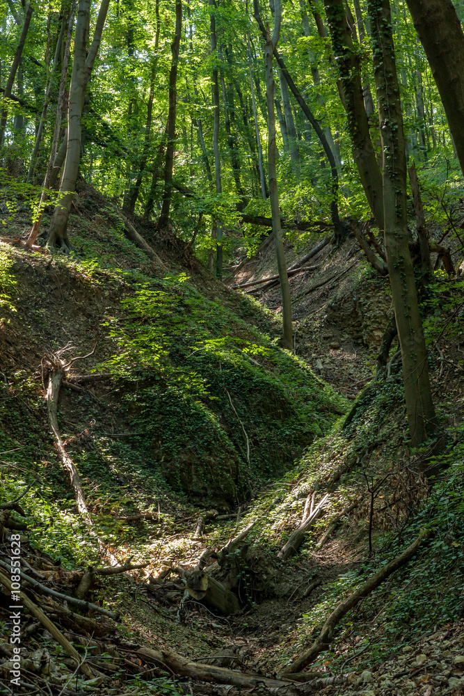 Beech Forest in spring Beech Forest in spring