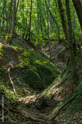 Beech Forest in spring