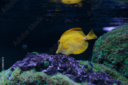 Zebrasoma flavescens fish in aquarium