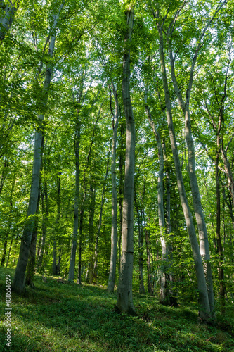 Beech Forest in spring