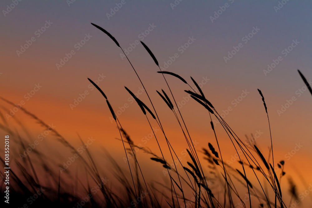 Obraz premium Grass landscape