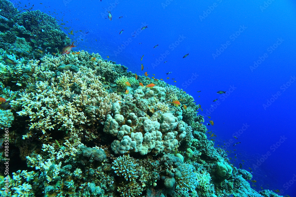 Naklejka premium coral reef in the warm sea