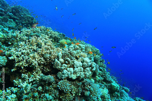 Fototapeta Naklejka Na Ścianę i Meble -  coral reef in the warm sea