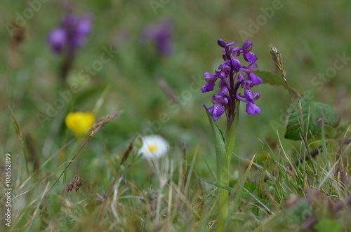 Orchis bouffon (Anacamptis morio) photo