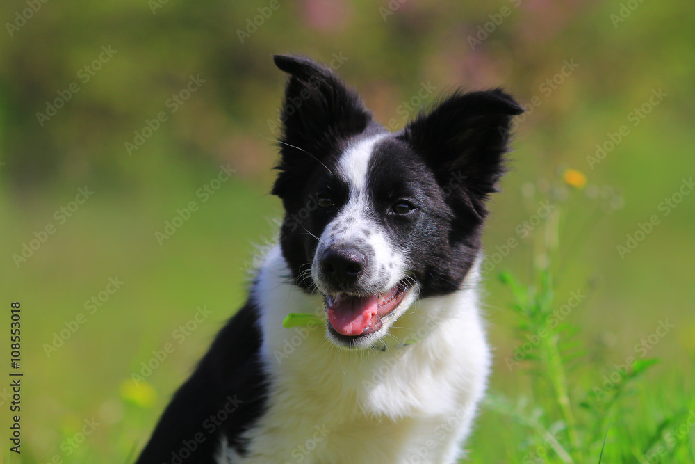 Border collie puppy