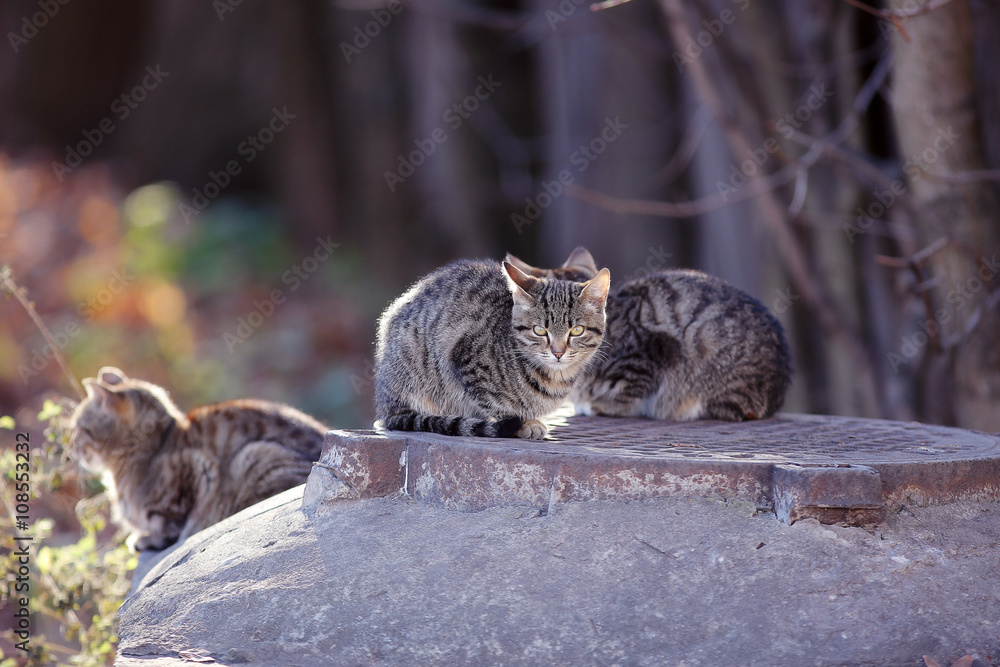 Obraz premium beautiful gray Siberian cat