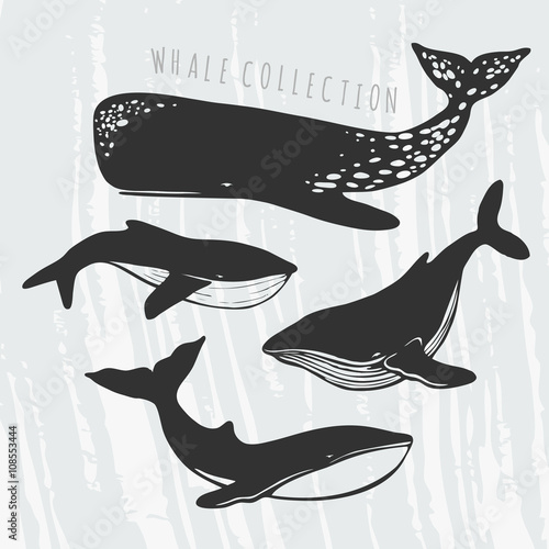 whales' silhouettes set