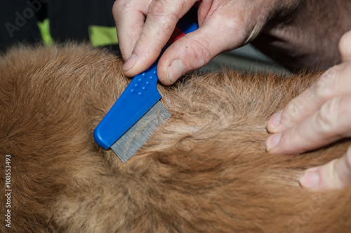 les vétérinaires donnent des soins au animaux domestiques,  coupent les griffes et nettoient  les oreilles , les yeux, les coiffent, les tondent. photo