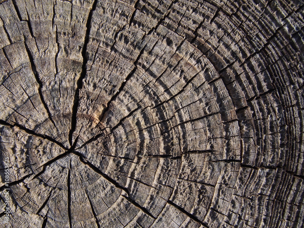 Fototapeta premium annual ring