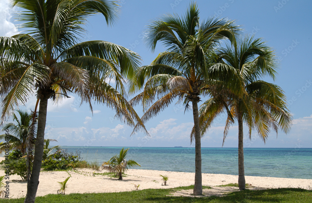 Palmenstrand auf Grand Bahama