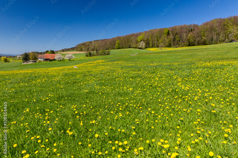 Meadow on Mountain Heitersberg, near Zurich, Switzerland