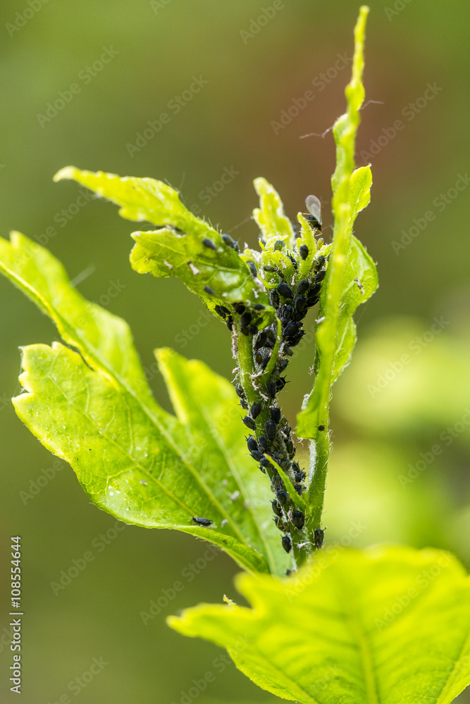 Pests, plants diseases. Aphid close-up on a plant Pests, plants diseases. Aphid close-up on a plant