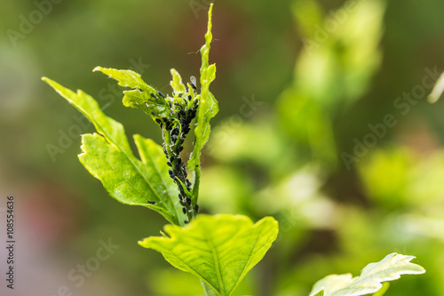 Pests, plants diseases. Aphid close-up on a plant photo