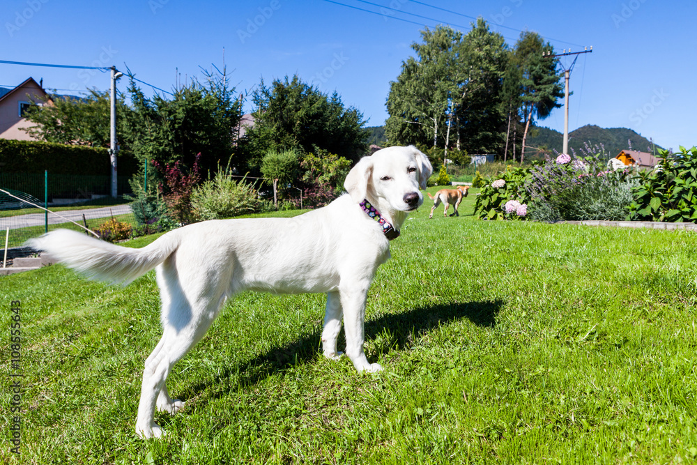 White shelter dog