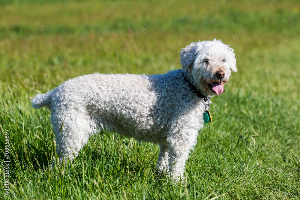 White poodle on meadow