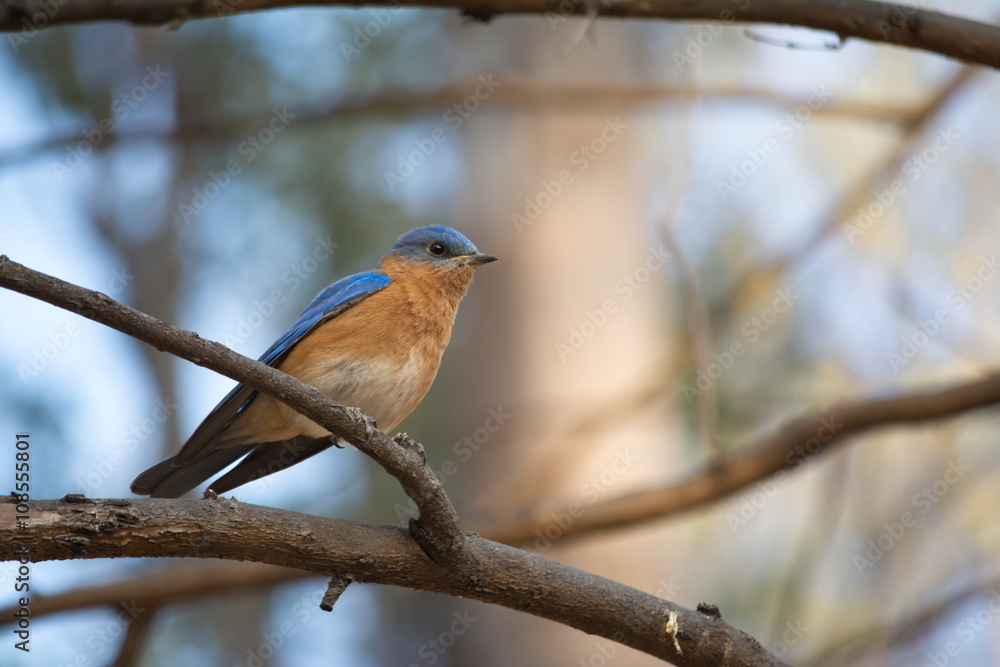 El pájaro está en la rama tranquilo y paciente. El pájaro está en la rama tranquilo y paciente.