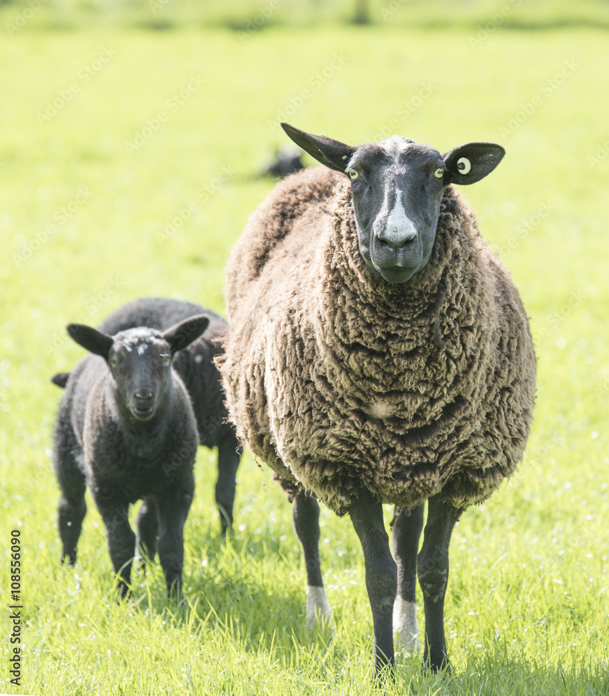 Fototapeta premium female sheep protecting her lambs