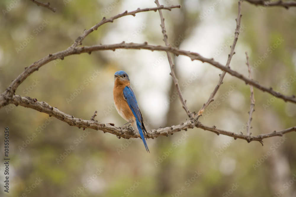 El pájaro está en la rama y mira hacía el fotógrafo. El pájaro está en la rama y mira hacía el fotógrafo.