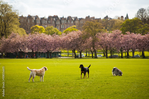 Fototapeta Naklejka Na Ścianę i Meble -  Edinburgh spring dogs walk -  pink cherry blossom in the Meadows
