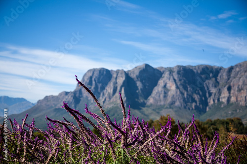 Cape Wine Lands 
