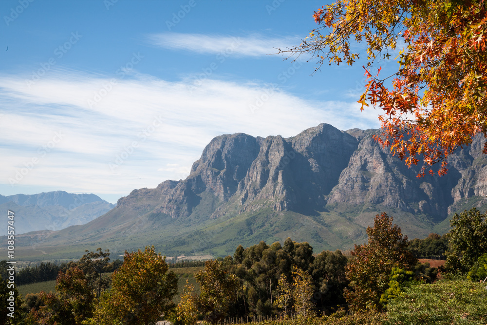 Fototapeta premium Cape Wine Lands