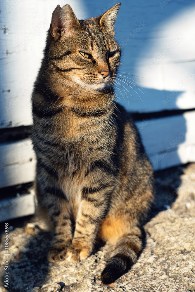 Obraz premium Portrait of wild street cat in the sunset light. Cute cat posing