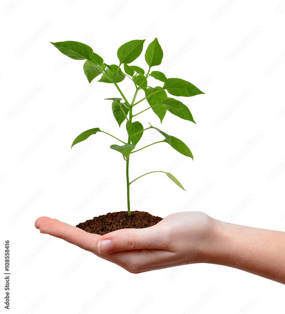 Green plant in woman hand isolated on white background. Concept of new life. Green plant in woman hand isolated on white background. Concept of new life.