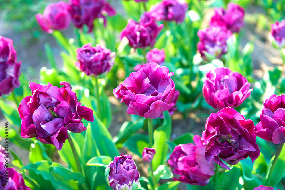 Obraz premium Flowers of beautiful spring tulips on a lawn