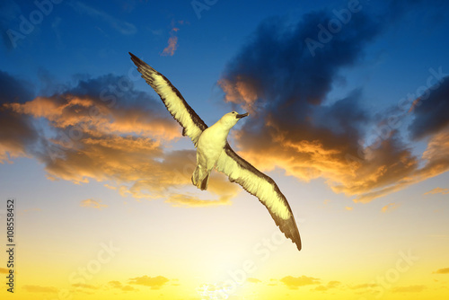 Wandering Albatross (Diomedea exulans) in flight at sunset photo