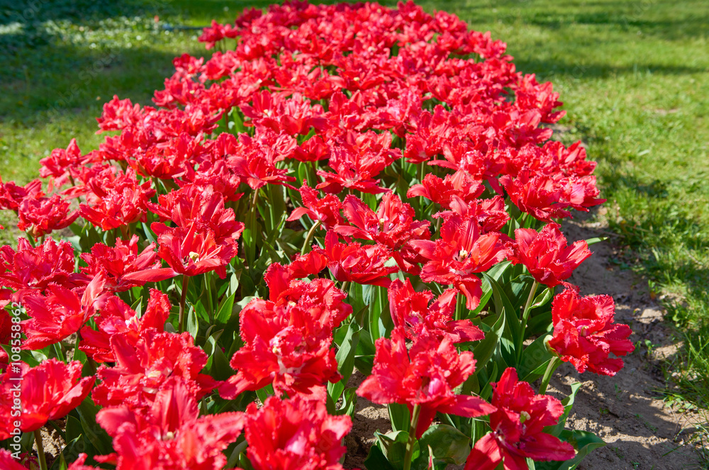 Flowers of beautiful spring tulips on a lawn