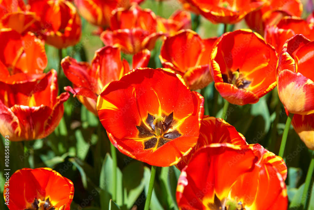 Obraz premium Flowers of beautiful spring tulips on a lawn
