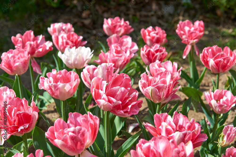Flowers of beautiful spring tulips on a lawn Flowers of beautiful spring tulips on a lawn