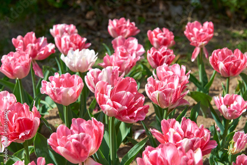 Flowers of beautiful spring tulips on a lawn