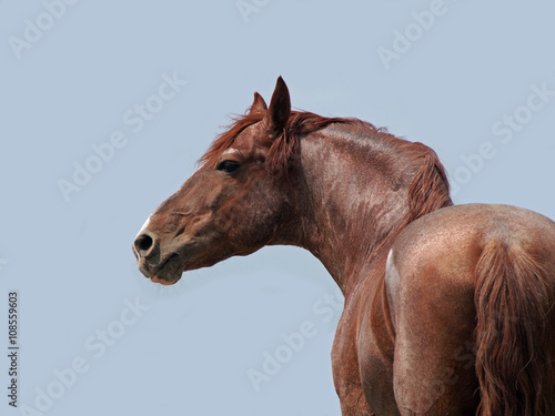Powerful chestnut stallion on a background blue sky