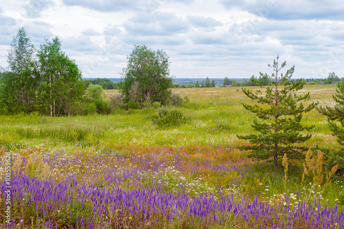 meadow wild flowers