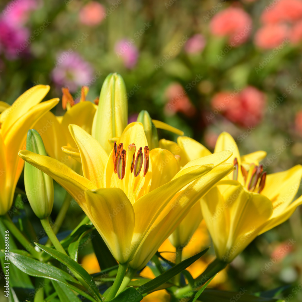 Blumen 477 Blumen 477