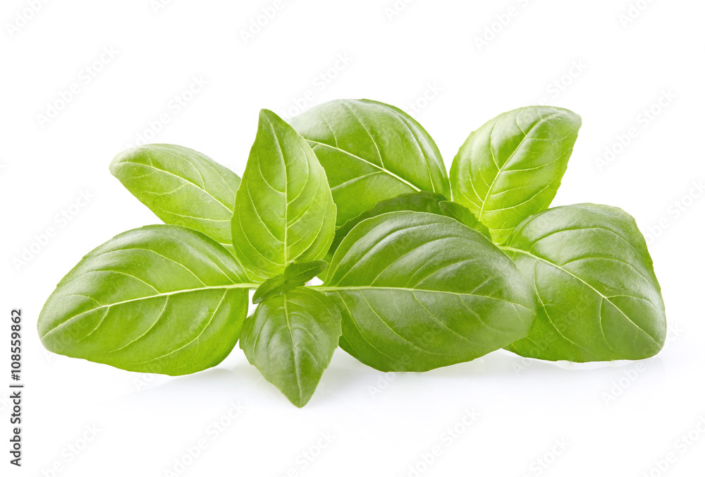 Basil leaves Basil leaves