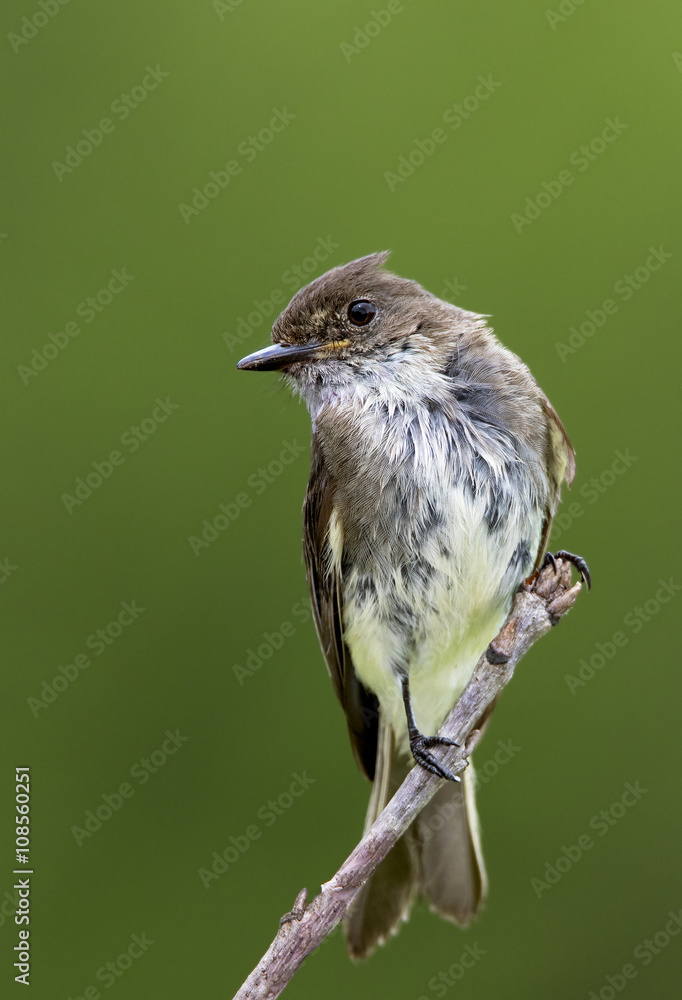 Fototapeta premium Eastern Phoebe (Sayornis phoebe) perched on a twig.