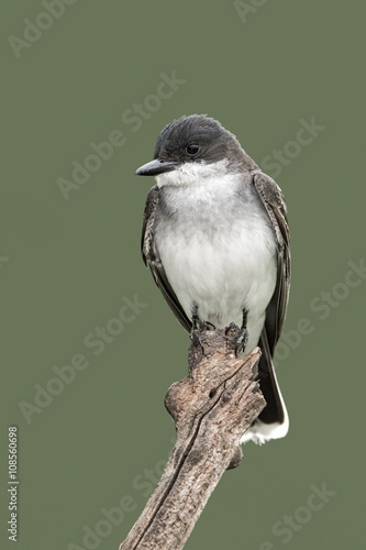 Eastern Kingbird (Tyrannus verticalis) perched on a stump. photo