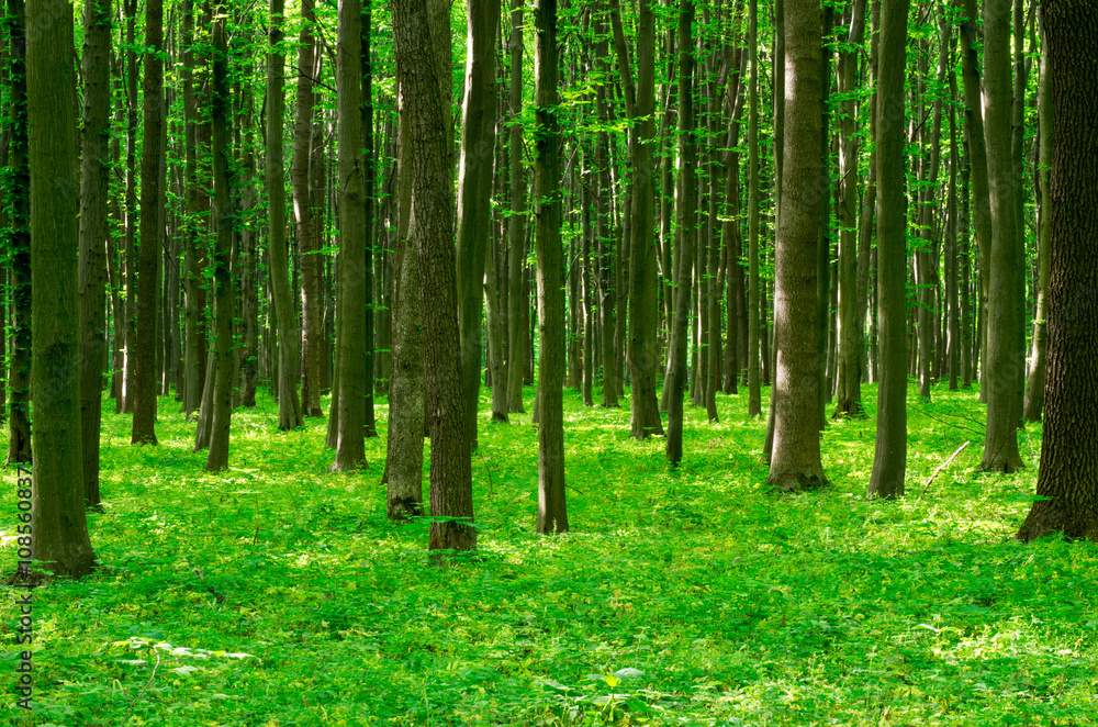 forest landscape in the morning forest landscape in the morning