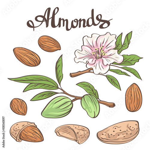 Almonds with kernels, leaves and flower. Vector illustration.