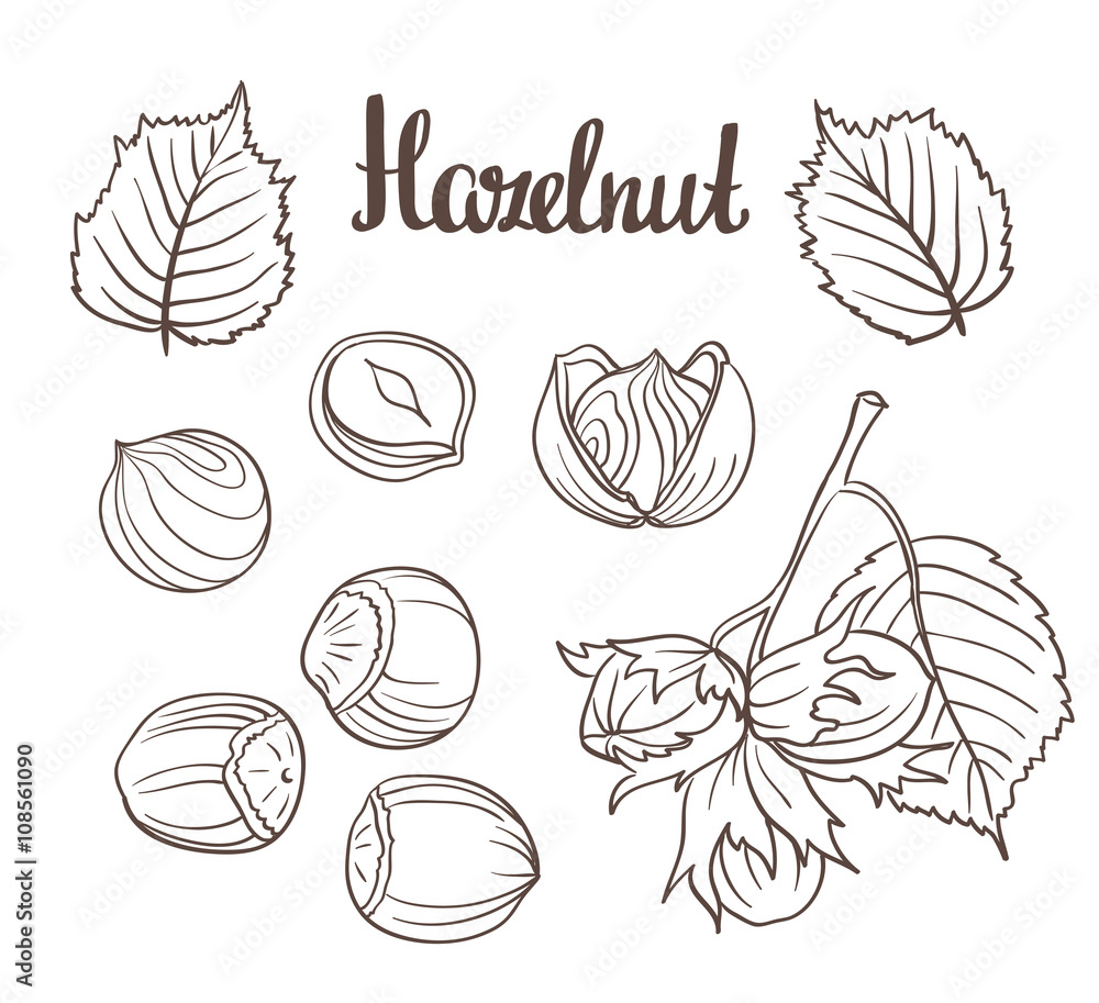Set of detailed hand drawn hazelnuts isolated on white background. Vector illustration. Set of detailed hand drawn hazelnuts isolated on white background. Vector illustration.