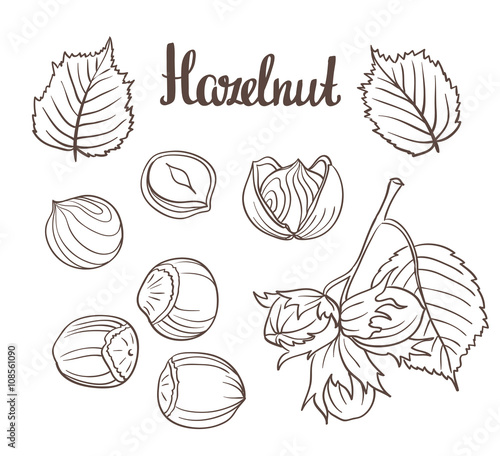 Set of detailed hand drawn hazelnuts isolated on white background. Vector illustration.
