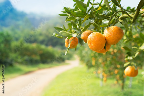 Orange tree in orange farm