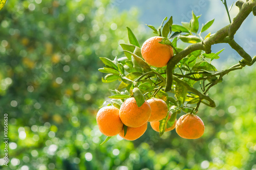 Orange tree in orange farm