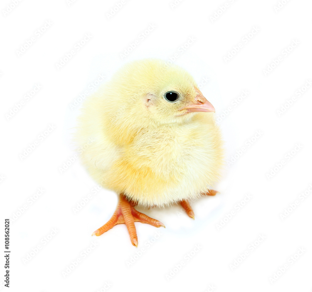 Fototapeta premium Nestlings little yellow chicks