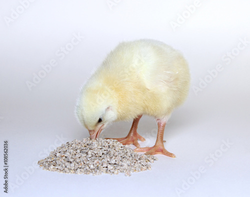 Nestlings little yellow chicks